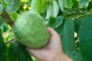 ChiriKay: La Chirimoya Orgánica que Conquista desde Huarochirí